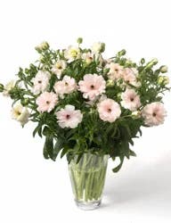Butterfly Ranunculus Bouqet Wet Pack, 1 ct