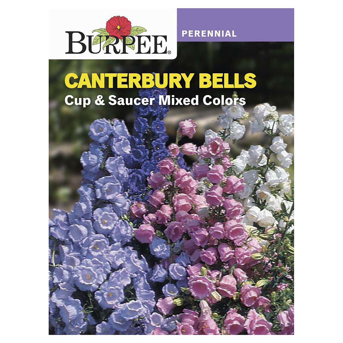 slide 1 of 5, Burpee Canterbury Bells Cup And Saucer Mix Seeds - Multi-Color, 1 ct