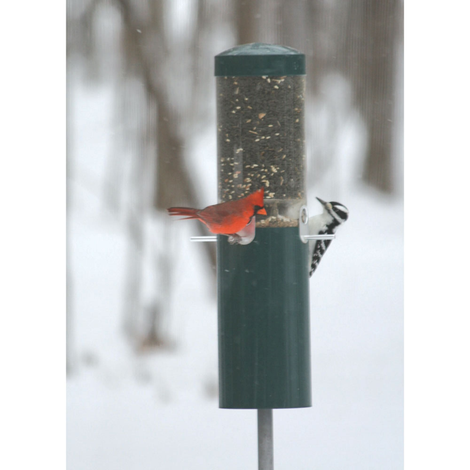 slide 3 of 4, BIRDS CHOICE Bird's Choice Squirrel Proof Pole Mounted Bird Feeder, 1 ct