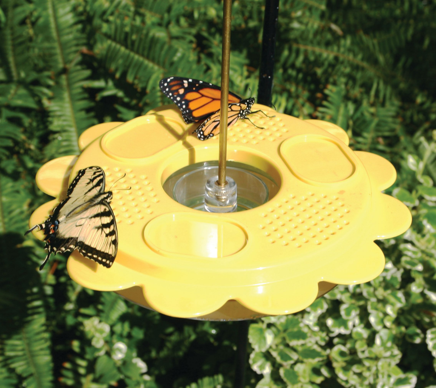 slide 5 of 5, BIRDS CHOICE Bird's Choice Butterfly Nectar & Fruit Feeder, 12 oz