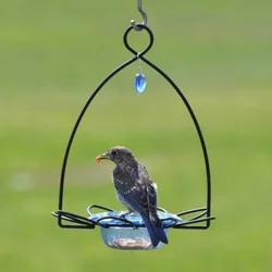 Birds Choice Bluebird Feeder