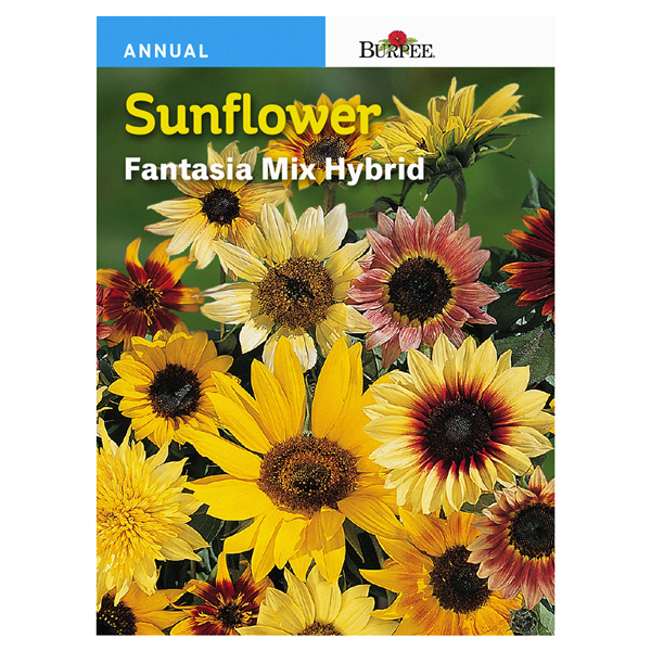 slide 1 of 1, Burpee Sunflower Fantasia Mix Hybrid Seeds, 1 ct