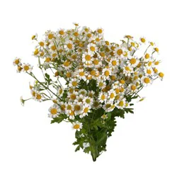 Chamomile 6 Stem