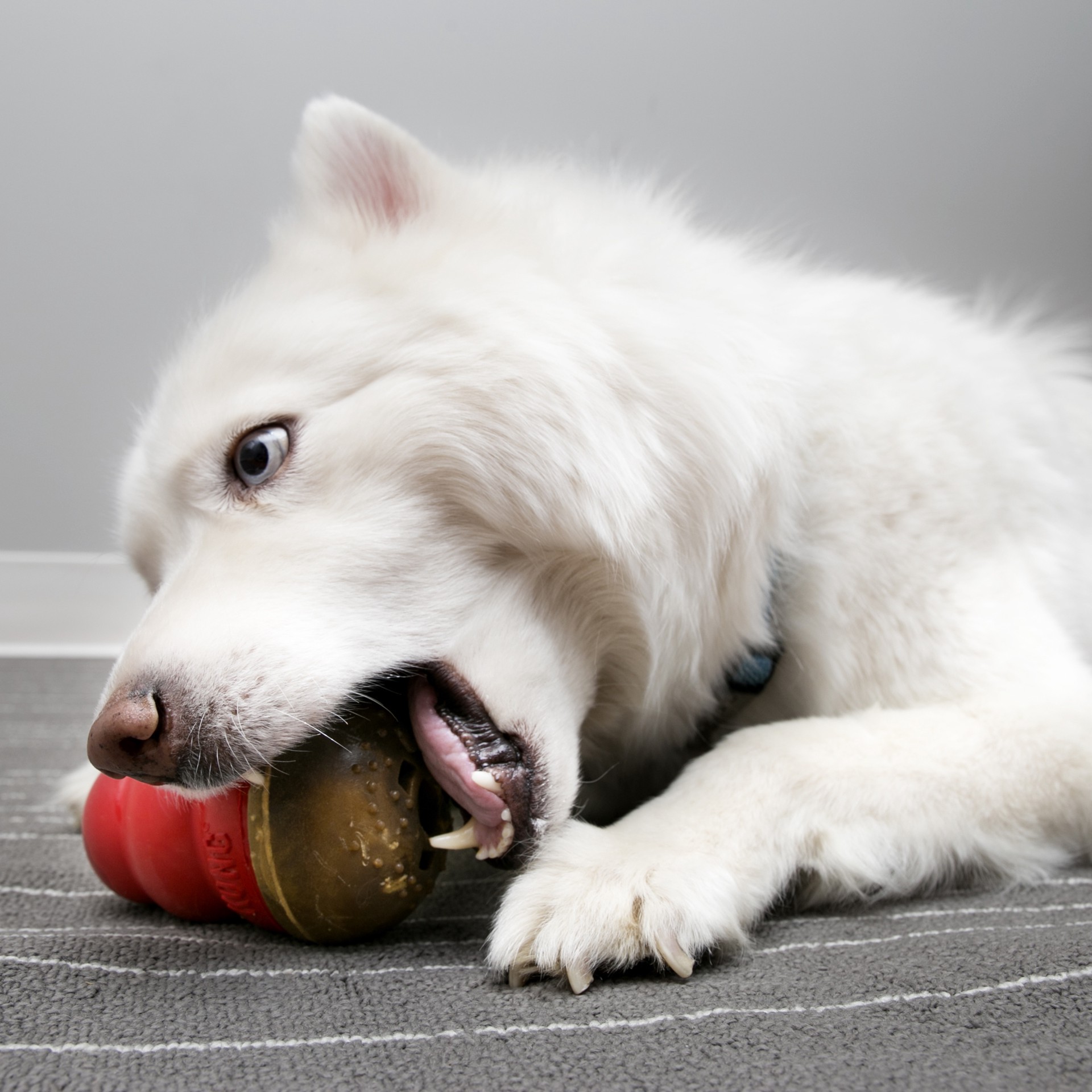 slide 4 of 4, KONG Marathon 2-pk Peanut Butter Lg, 1 ct