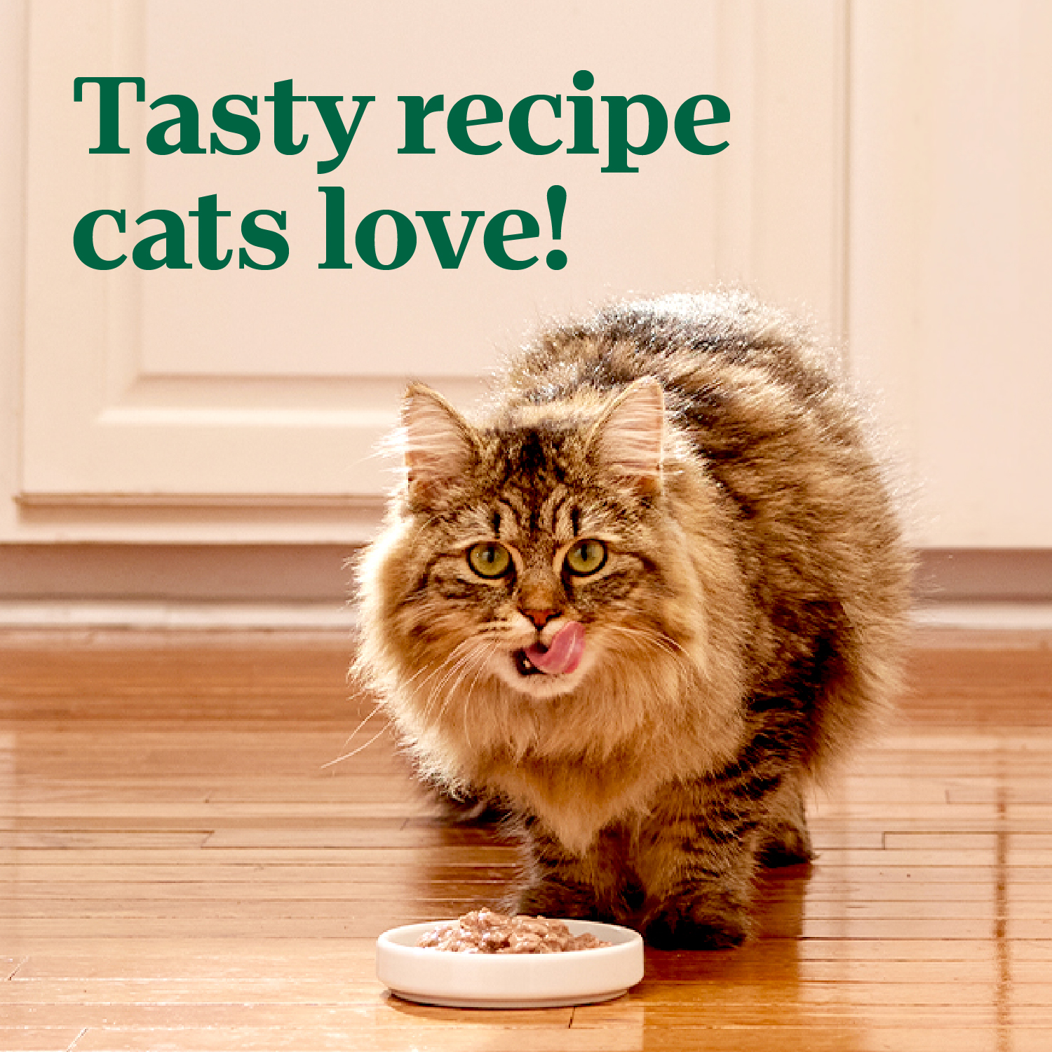 slide 3 of 8, Nutro Grain Free Cuts in Gravy Tuna Recipe Cat Food 2 - 37.5 g Packs, 2 ct