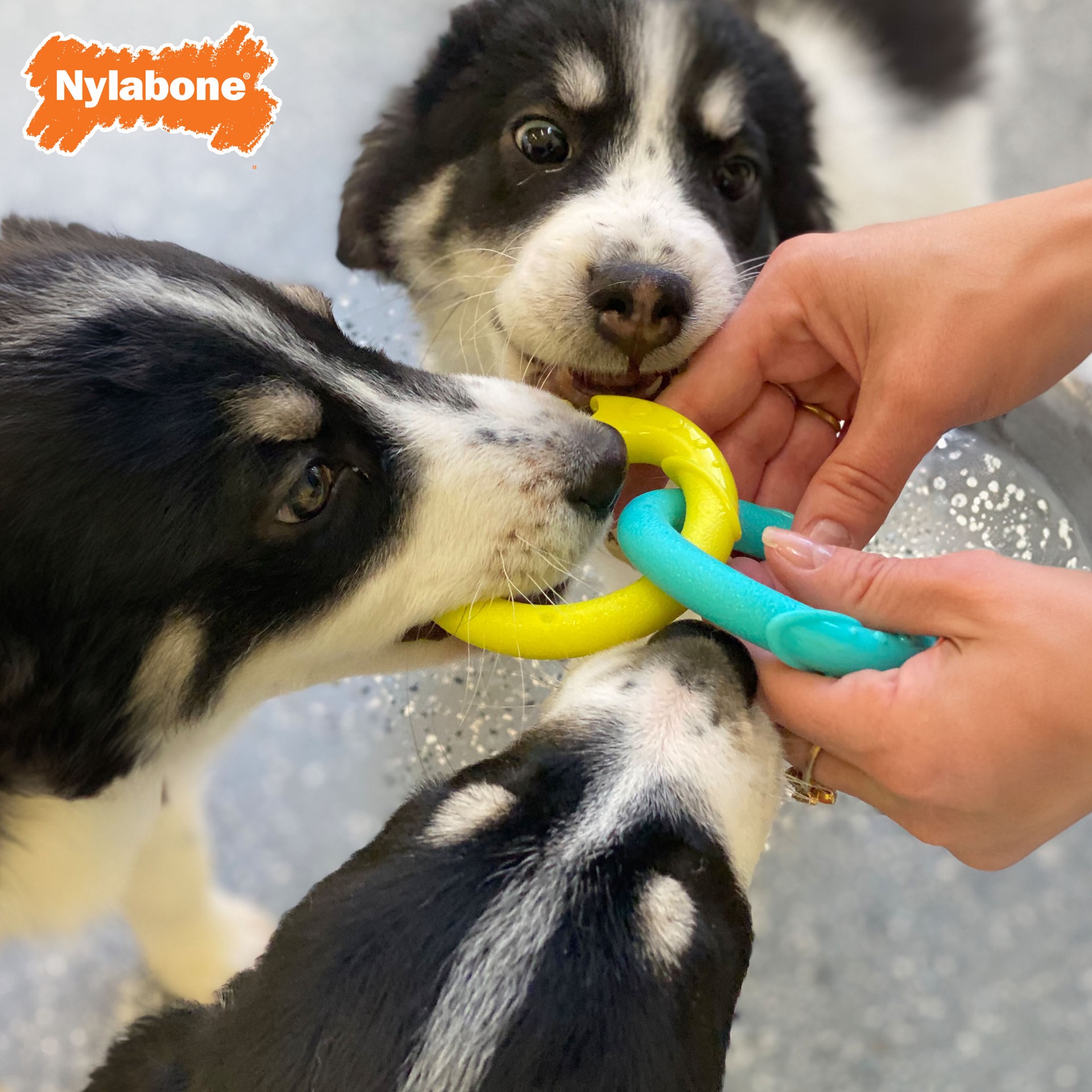 slide 9 of 10, Nylabone Power Play Puppy Toy Rings Small/Regular - Up to 25 Ibs(1 Count), 1 ct
