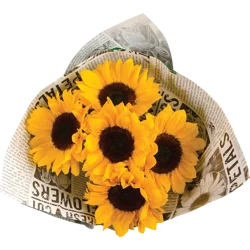 Northgate Sunflower