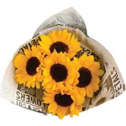 Northgate Sunflower