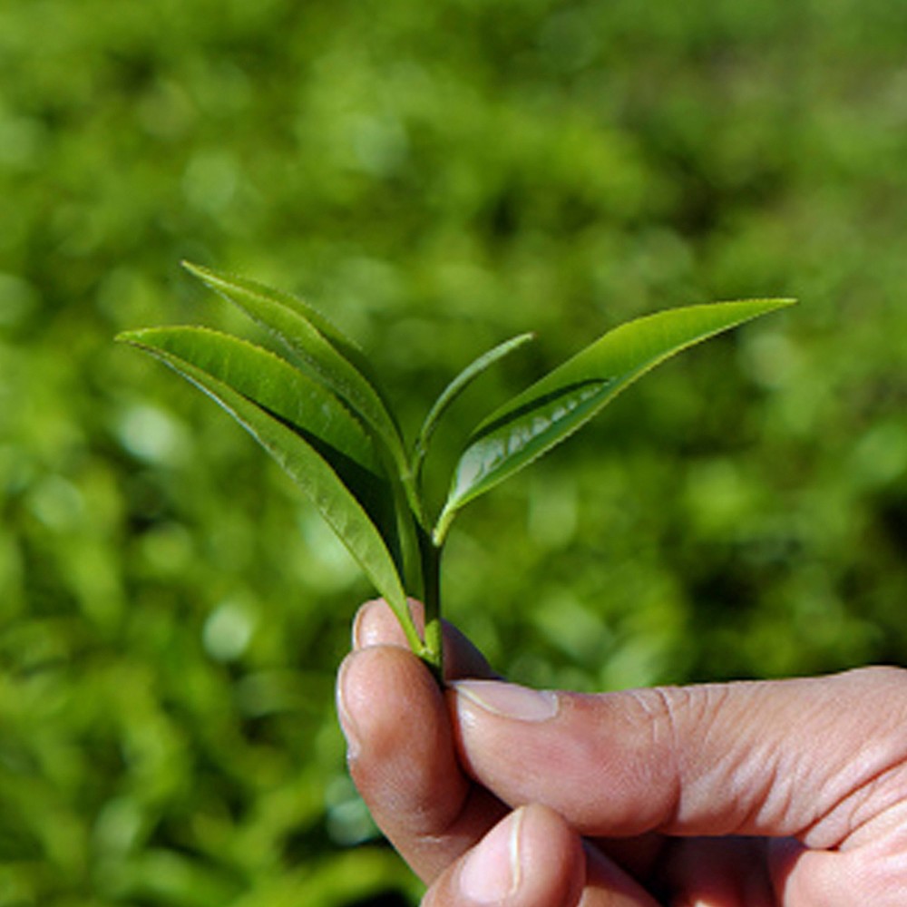 slide 4 of 4, TAZO Vanilla Caramel Chai 20 ct, 20 ct