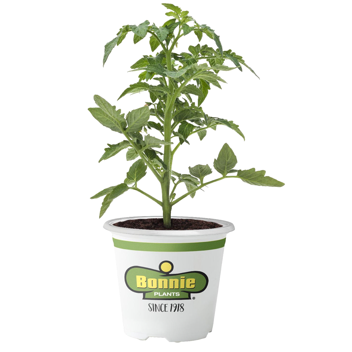 slide 1 of 5, Bonnie Plants  Tomato Beefsteak Red, 19.3 oz