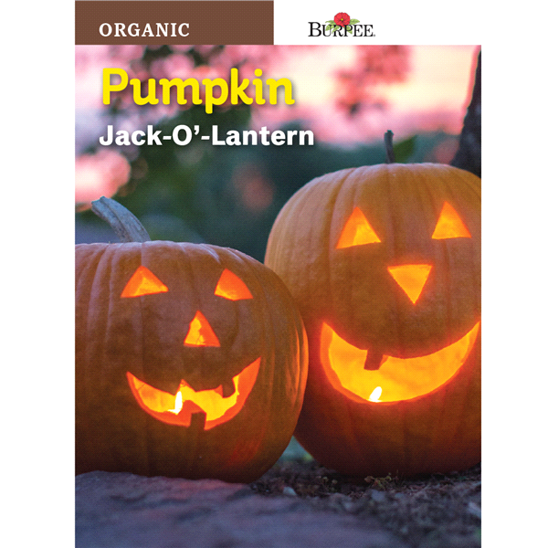 slide 1 of 1, Burpee Organic Pumpkin Jack O Lantern Seeds, 1 ct