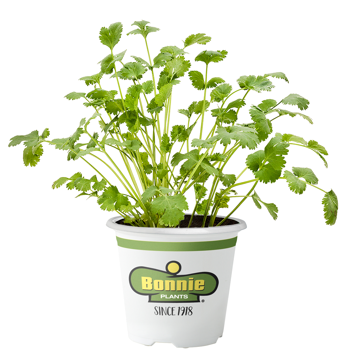 slide 1 of 9, Bonnie Plants  Cilantro, 19.3 oz