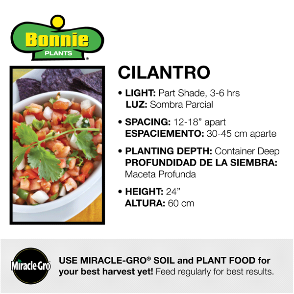 slide 8 of 9, Bonnie Plants  Cilantro, 19.3 oz