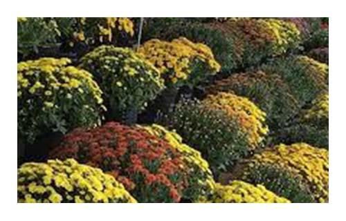 slide 1 of 1, 4" Mini Daffodil, 4 in