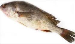 Fish-Whole Fresh Water Croaker
