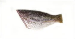 Fish-Whole Fish Tail