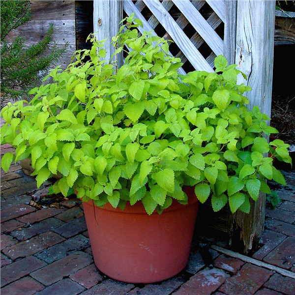 slide 9 of 9, Bonnie Plants  Lemon Balm, 19.3 oz