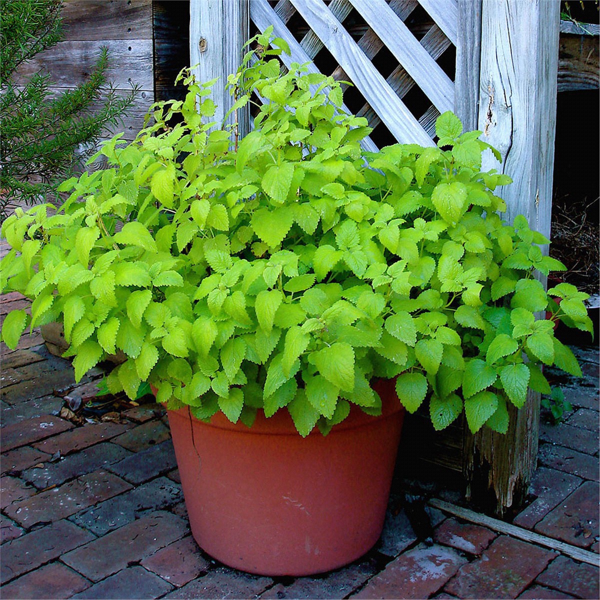 slide 6 of 9, Bonnie Plants  Lemon Balm, 19.3 oz