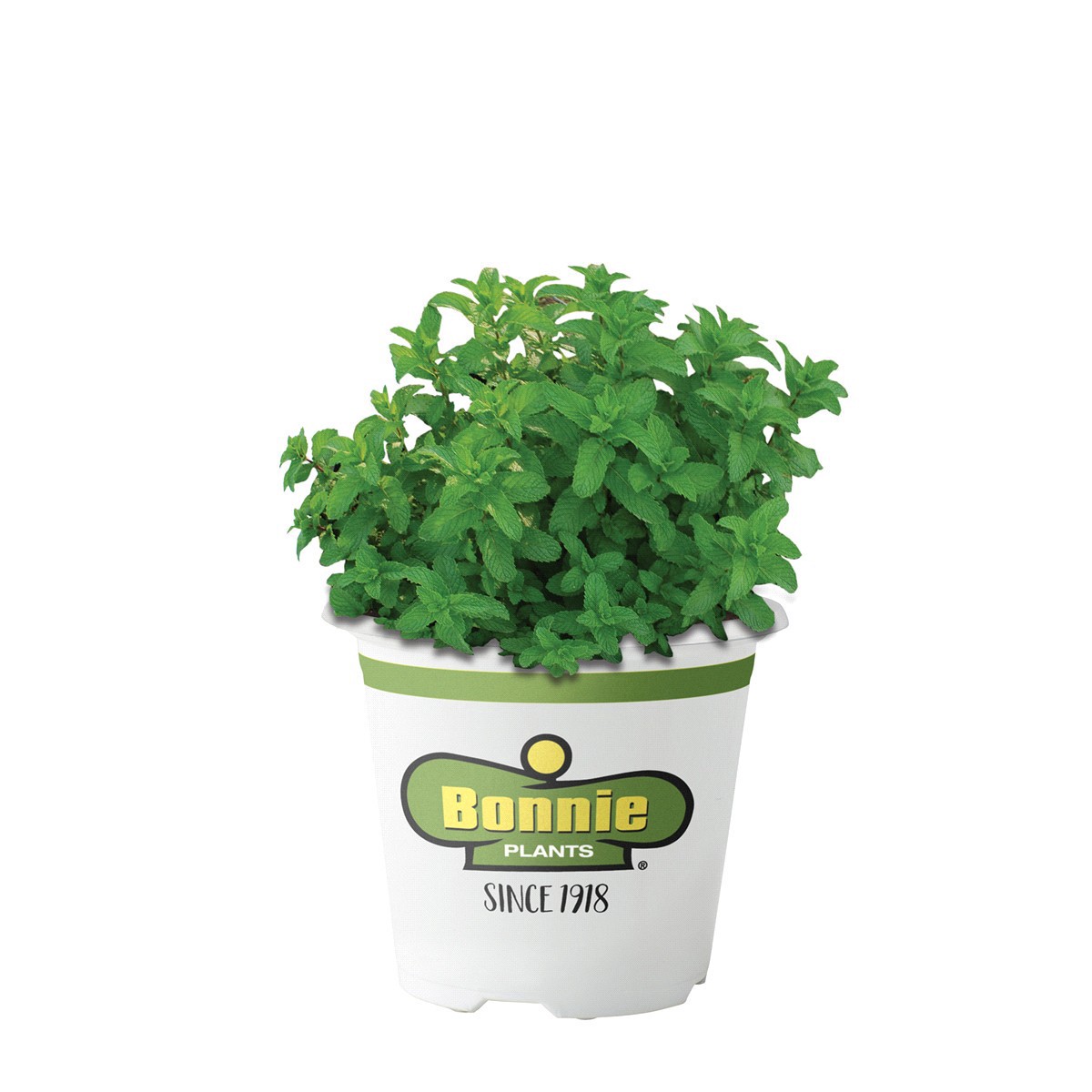 slide 1 of 9, Bonnie Plants  Lemon Balm, 19.3 oz