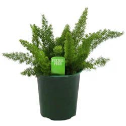 Texas Backyards Spring Creek Growers Foxtail Fern
