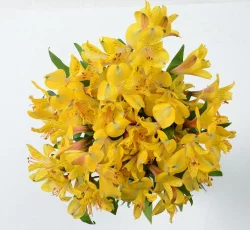 Alstroemeria Lily Bunch