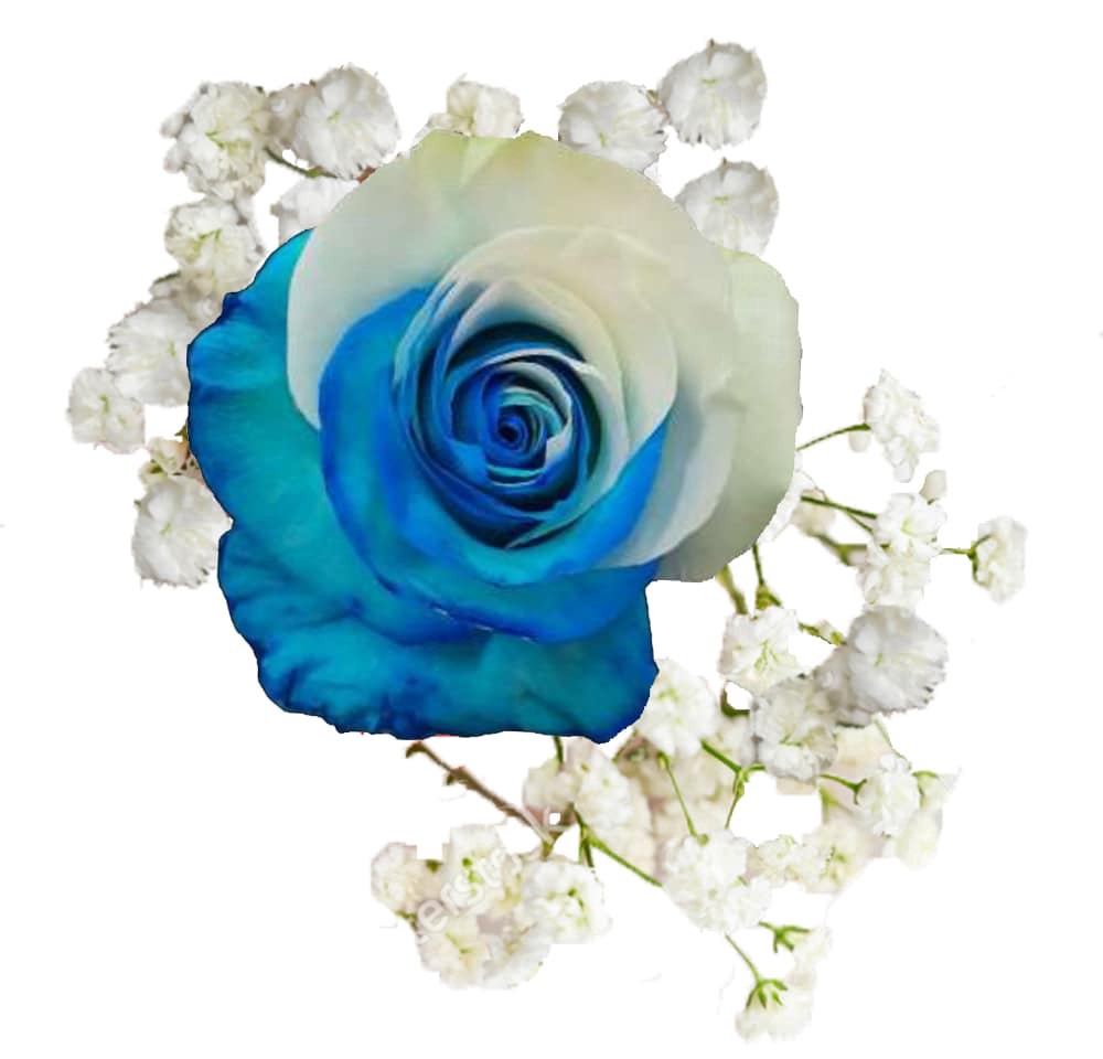 slide 4 of 4, Bloom Haus Razzle Dazzle Rose Bouquet - Assorted, 1 ct