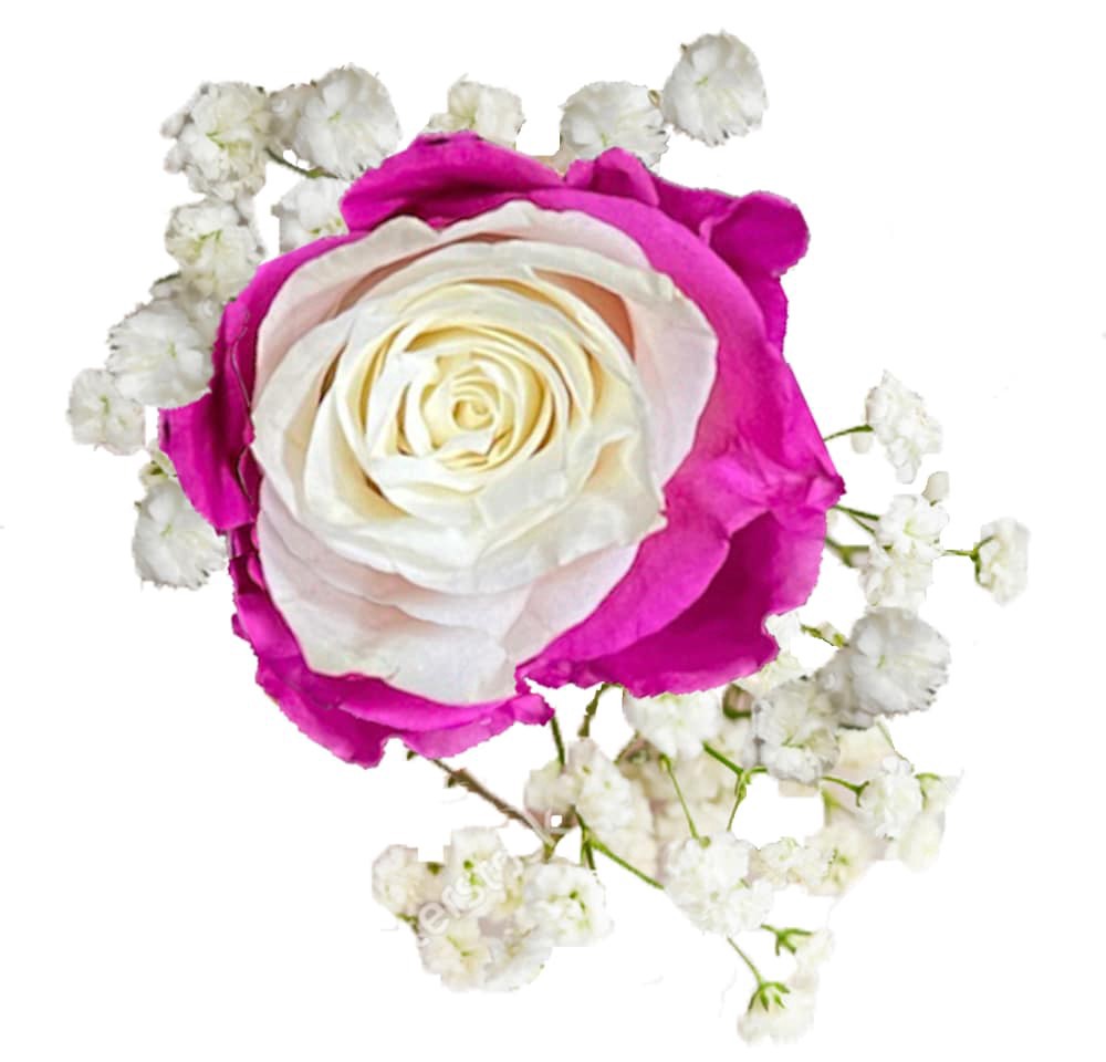 slide 2 of 4, Bloom Haus Razzle Dazzle Rose Bouquet - Assorted, 1 ct