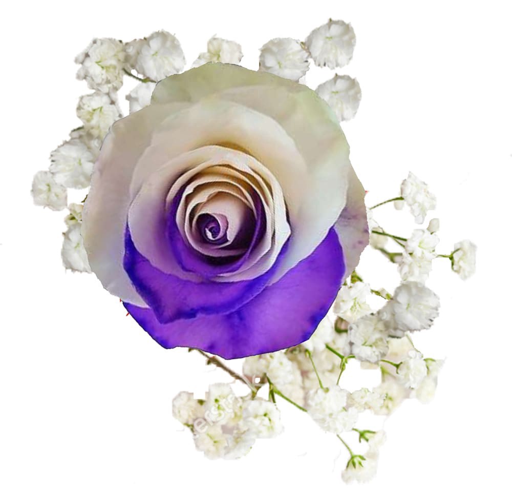 slide 3 of 4, Bloom Haus Razzle Dazzle Rose Bouquet - Assorted, 1 ct