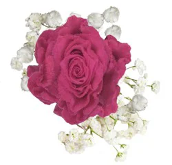 Bloom Haus Razzle Dazzle Rose Bouquet - Assorted