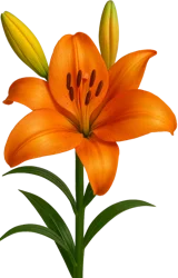 Valley Springs LLC Lily Hybrid