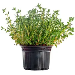 English Thyme