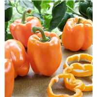 slide 9 of 9, Bonnie Plants  Pepper Orange Bell, 19.3 oz