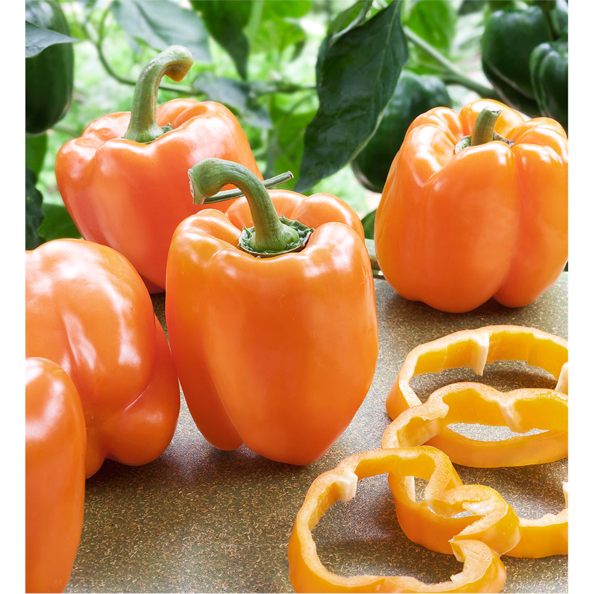 slide 8 of 9, Bonnie Plants  Pepper Orange Bell, 19.3 oz