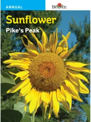 Burpee Pike's Peak Sunflower Seeds - Yellow