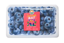 Summer Blast XL Blueberries