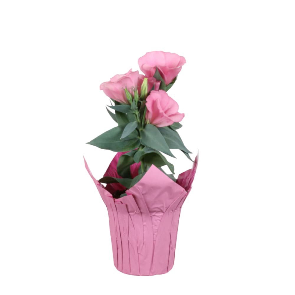 slide 1 of 1, 4 Inch Lisianthus In Pot, 1 ct