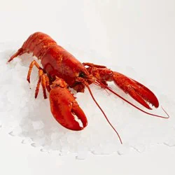 Whole Cooked Lobster