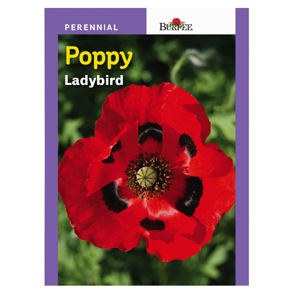 slide 1 of 1, Burpee Poppy, Ladybird, 1 ct