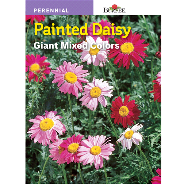 slide 1 of 1, Burpee Perennial Daisy Painted Mix Seeds, 1 ct