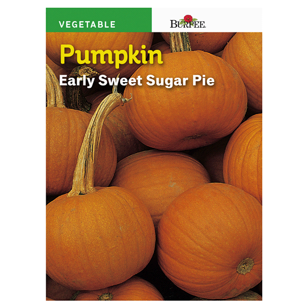 slide 1 of 1, Burpee Pumpkin Early Sweet Sugar Pie Seeds, 1 ct