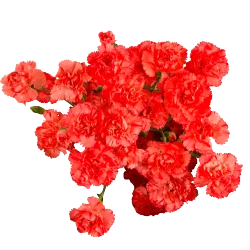 Flower Mini Carnations