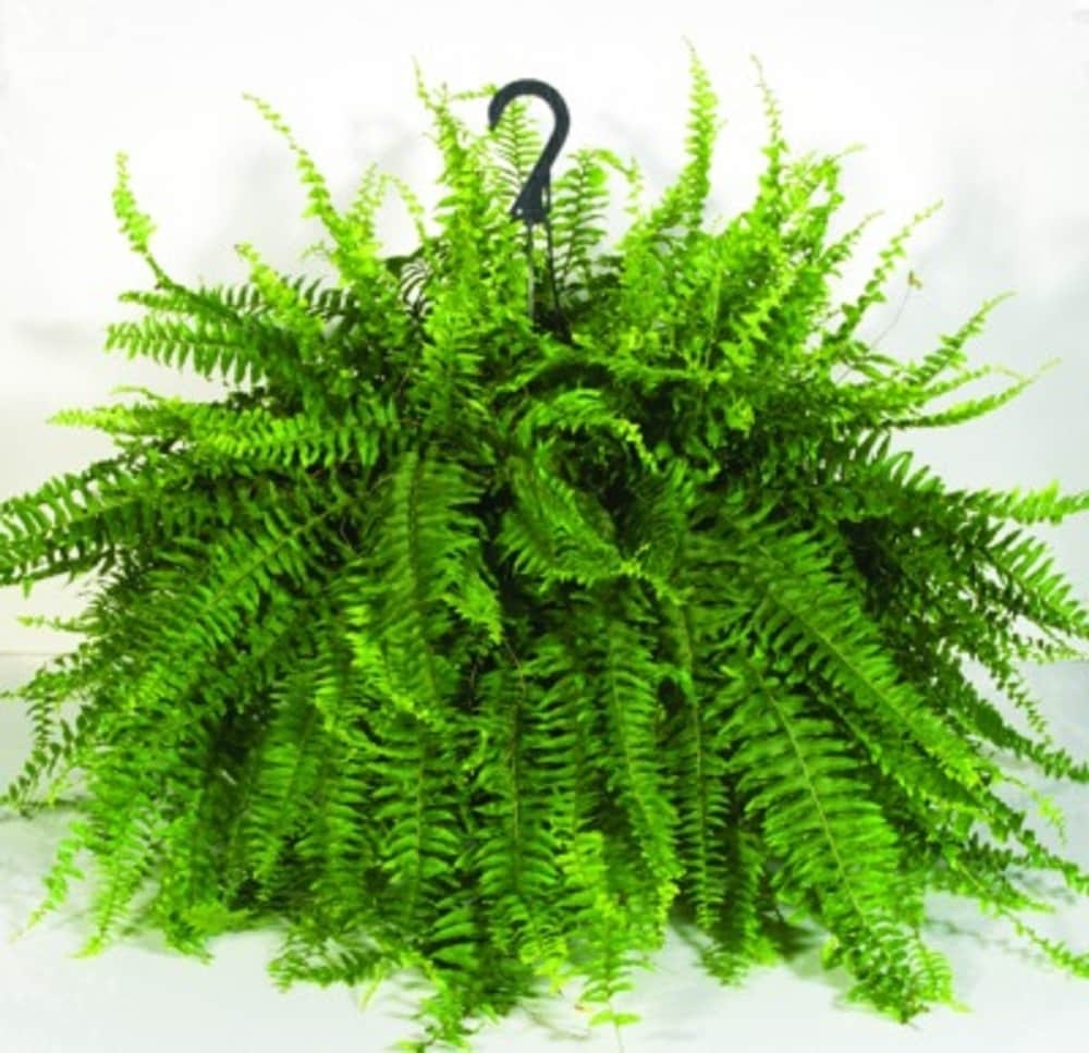 slide 1 of 1, Private Selection Bloom Haus Hanging Boston Fern, 10 in