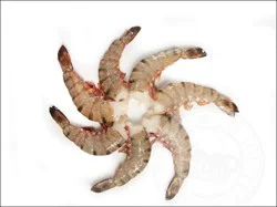 Shrimp-Tiger Tiger Shrimp Colossal U-12