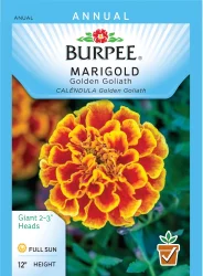 Burpee Marigold French Gold Gol