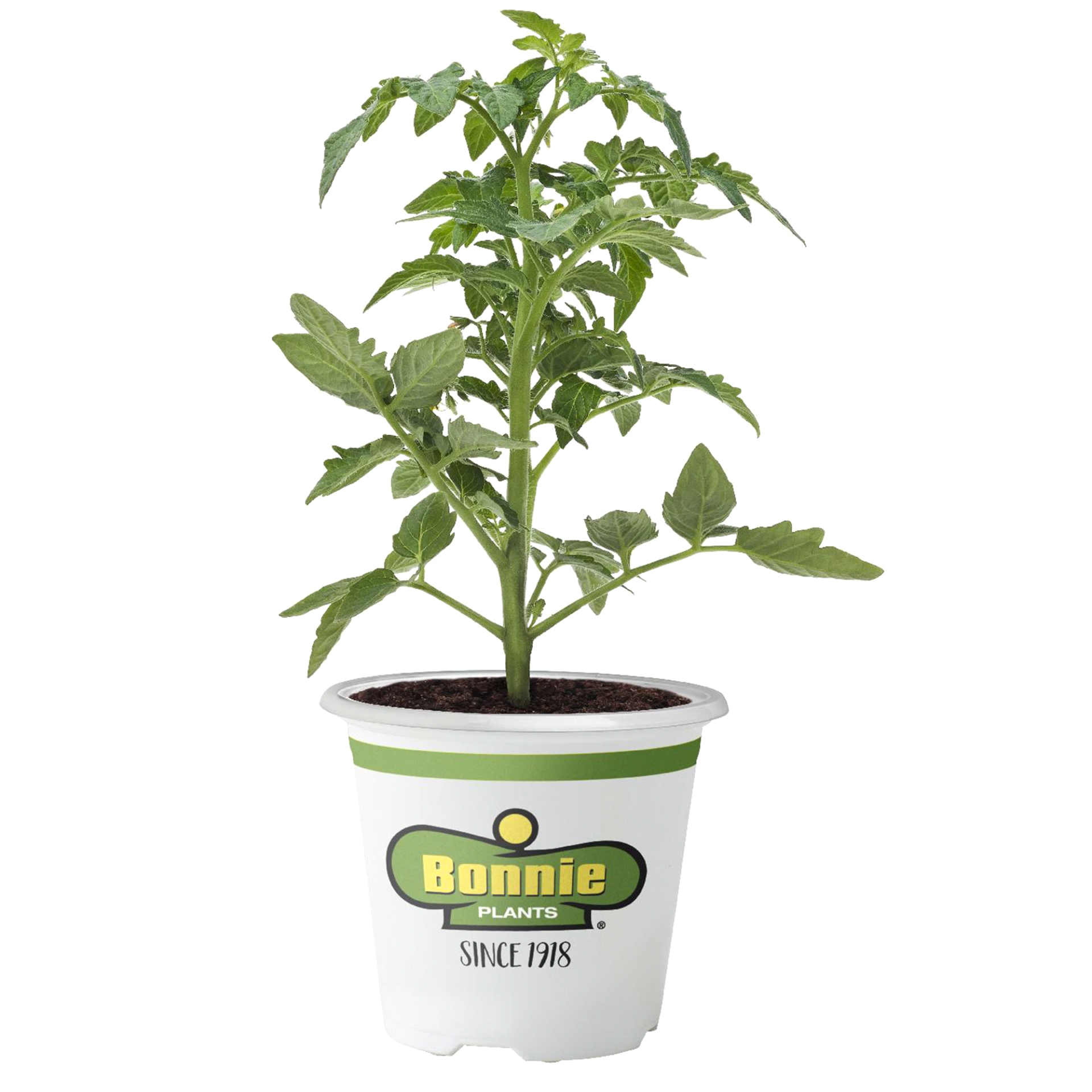 slide 1 of 5, Bonnie Plants Tomato-Mr Stripey- Heirlo, 1 ct