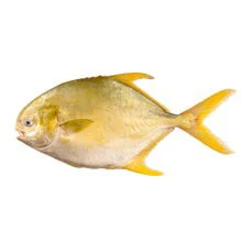 Costar Whole Golden Pompano 10