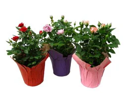 Rose Plant 4.5 Inch (Colors May Vary)