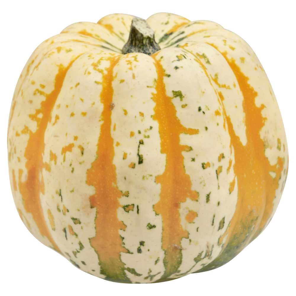 slide 1 of 1, Squash Carnival, 1 ct