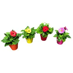 6.0 Premium Vase Planter