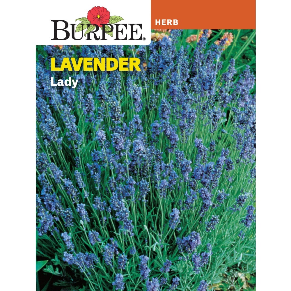 slide 1 of 1, Burpee Lavender Lady Seeds, 1 ct